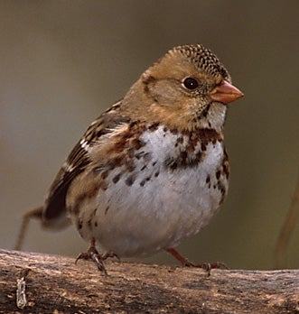 Harris' Sparrow | Outdoor Alabama